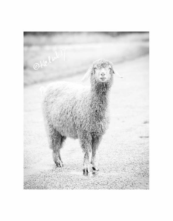 Angora Capris Fine Art Photography Black and White Goat Photograph Farm  Animal Curly Quirky Large Wall Art Laugh Home Decor Modern Country 