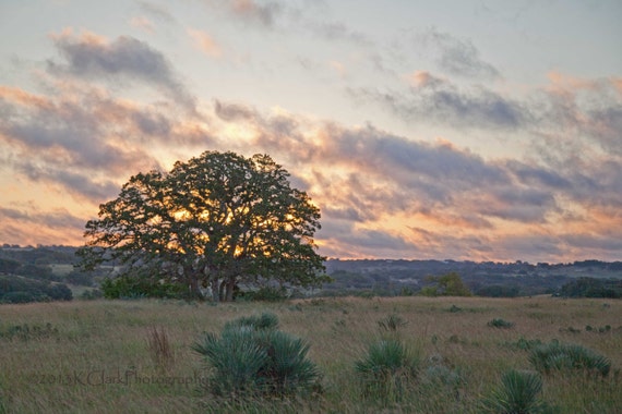 Sunrise Oak Western Fine Art Landscape Photography Texas Hill Etsy
