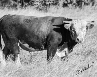 Bull Fine Art Photography Black and White Hereford Ranch House chic rustic home decor farmhouse decor country home Cattle Texas ranching art