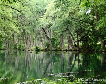 The Cypress Sirens Fine Art Photography Texas hill country river reflections nature green cool Cypress trees Western home decor wall art