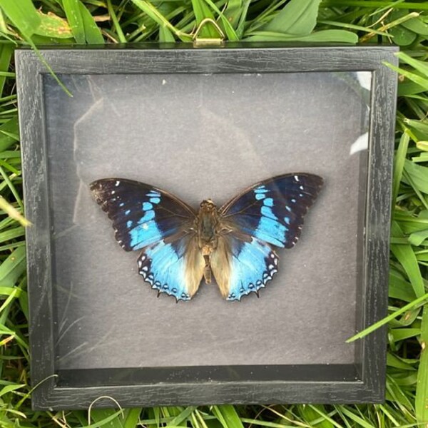 Butterfly Charaxes Smaragdalis Black Frame 16.5x16.5cm - Bits and Bugs