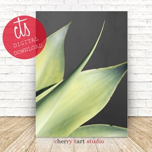 Agave - Fine Art Print - Digital Download