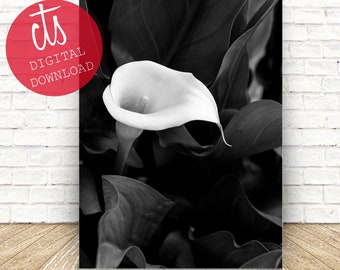 Calla Lily - Fine Art Print - Digital Download - Black and White