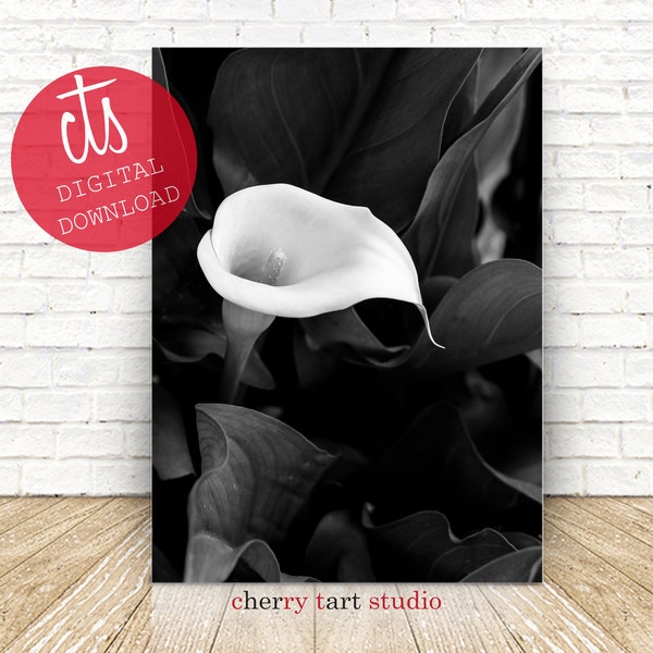 Calla Lily - Fine Art Print - Digital Download - Black and White