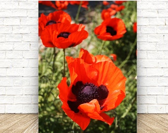 Red Poppies in Field - Fine Art Print - Digital Download