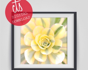 Pastel Succulent - Fine Art Print - Digital Download