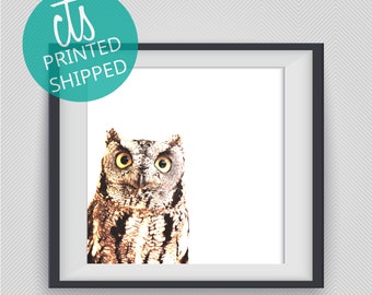 Screech Owl - Fine Art Print