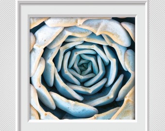 Blue Pastel Succulent - Fine Art Print - Digital Download