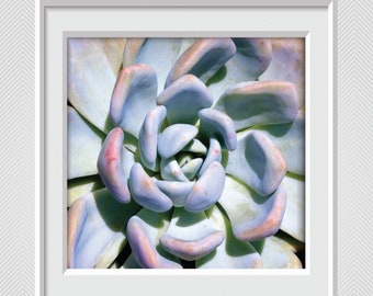 Purple & Blue Pastel Succulent - Fine Art Print - Digital Download