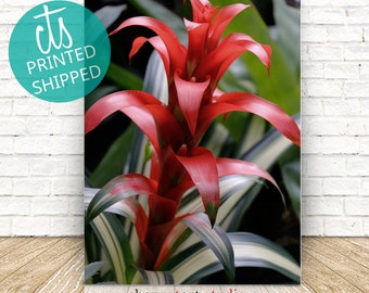 Red Bromeliad - Fine Art Print