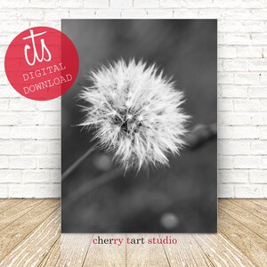 Dandelion In Black & White - Fine Art Print - Digital Download