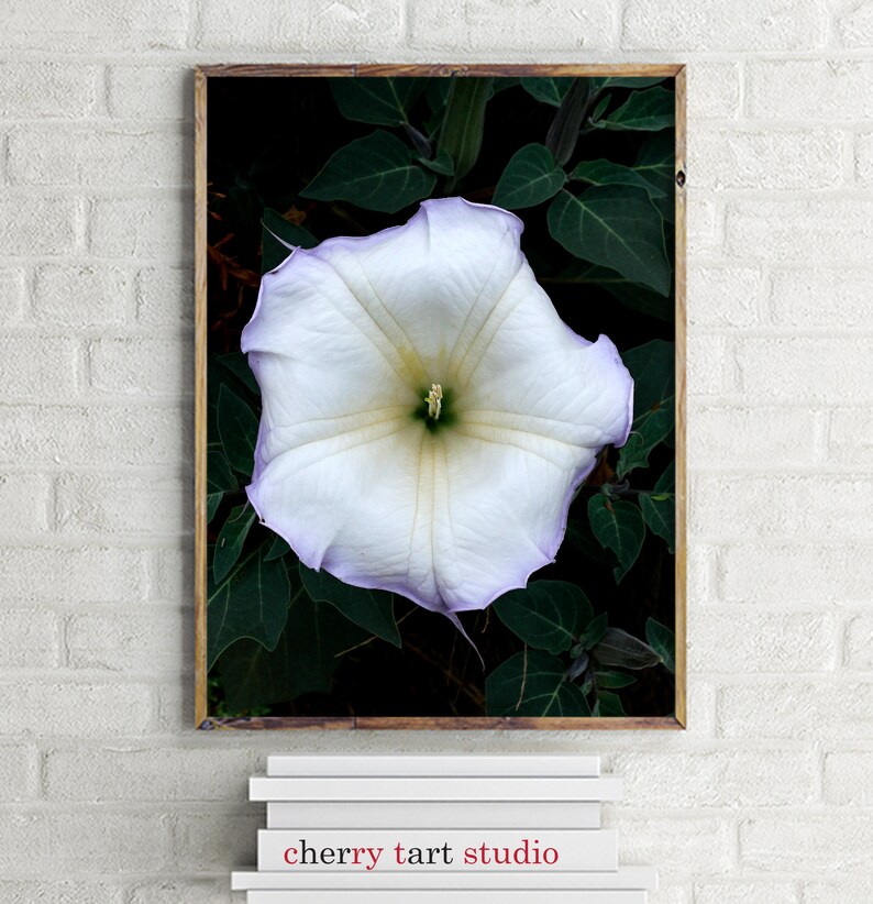 White Morning Glory Fine Art Print Digital Download image 3