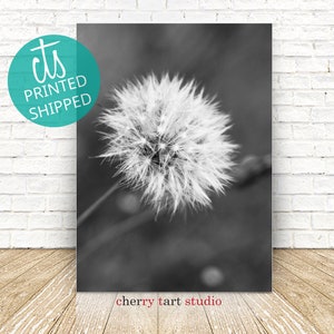 Dandelion In Black & White - Fine Art Print