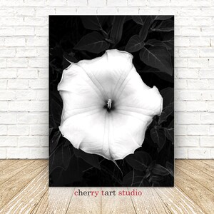 Bianco Morning Glory - Fine Art Print - Download digitale