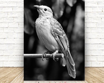 Black and White Tropical Bird - Fine Art Print - Digital Download
