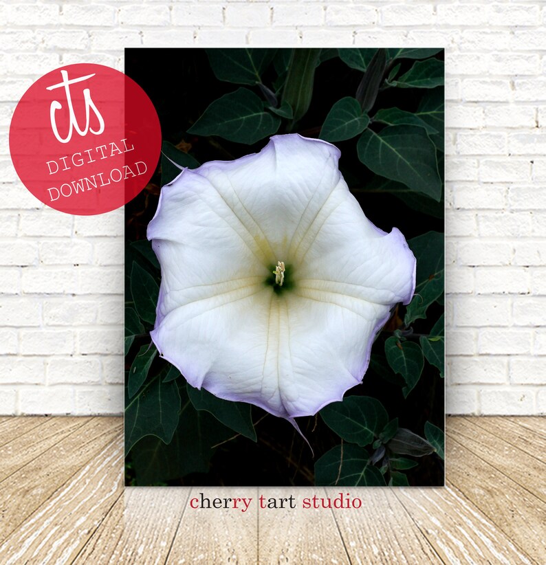 White Morning Glory Fine Art Print Digital Download image 1