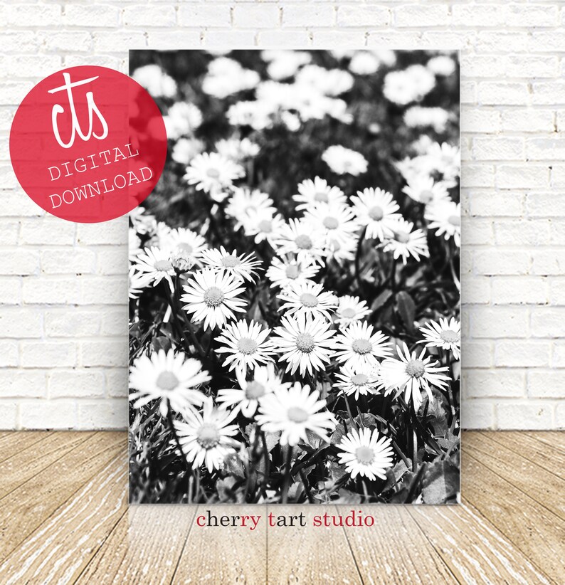 Black And White Field of Daisies  Fine Art Print  Digital image 1