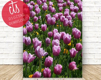 Purple Tulips - Fine Art Print - Digital Download