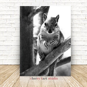 Squirrel in Black and White - Fine Art Print - Digital Download