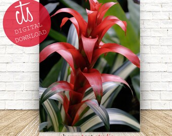 Red Bromeliad - Fine Art Print - Digital Download