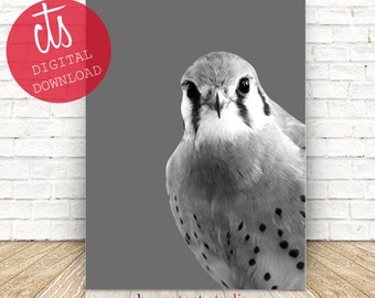 Kestrel Falcon Print - Fine Art Print - Digital Download