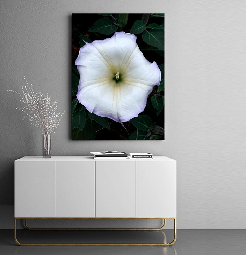 White Morning Glory Fine Art Print Digital Download image 4