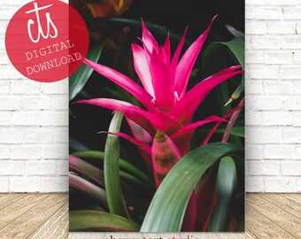 Pink Bromeliad - Fine Art Print - Digital Download