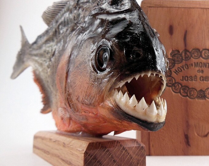 Piranha Taxidermy Piranha Mounted Piranha Fish Buy Piranhas | Etsy