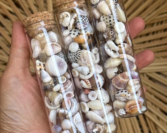 Assortiment de petits coquillages hawaïens, morceaux de pukas dans un flacon en verre, cadeau de collection, décor de coquillages
