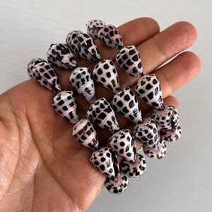 Peut inclure: Un ensemble de petits coquillages coniques, orn&eacute;s de motifs de taches noires sur un fond blanc et rose. Les coquillages sont tenus dans une main, mettant en valeur leur beaut&eacute; naturelle et leurs marques uniques. Parfaits pour les cr&eacute;ations sur le th&egrave;me de la plage.