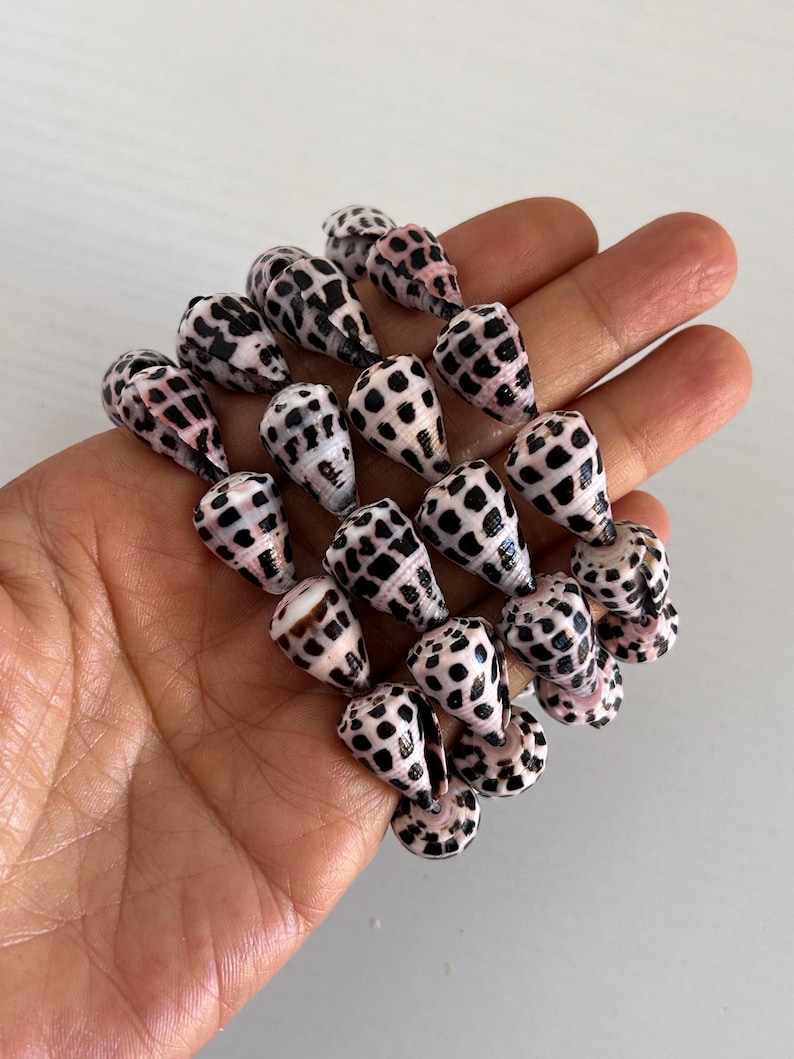 Peut inclure: Un ensemble de petits coquillages coniques, orn&eacute;s de motifs de taches noires sur un fond blanc et rose. Les coquillages sont tenus dans une main, mettant en valeur leur beaut&eacute; naturelle et leurs marques uniques. Parfaits pour les cr&eacute;ations sur le th&egrave;me de la plage.