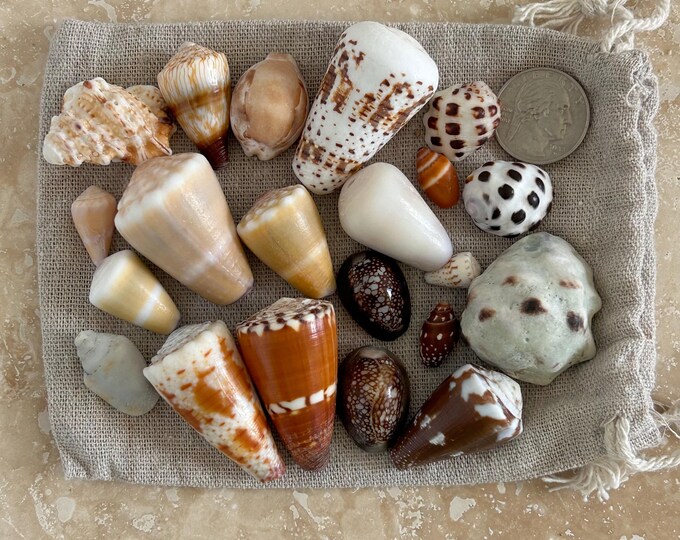 20 Pc Hawaiian Mixed Shell Lot - Etsy