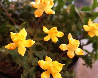 Tiny glass Daffodil pot plant decorations - set of three