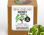 SALE - Grow Your Own Money Plant Kit