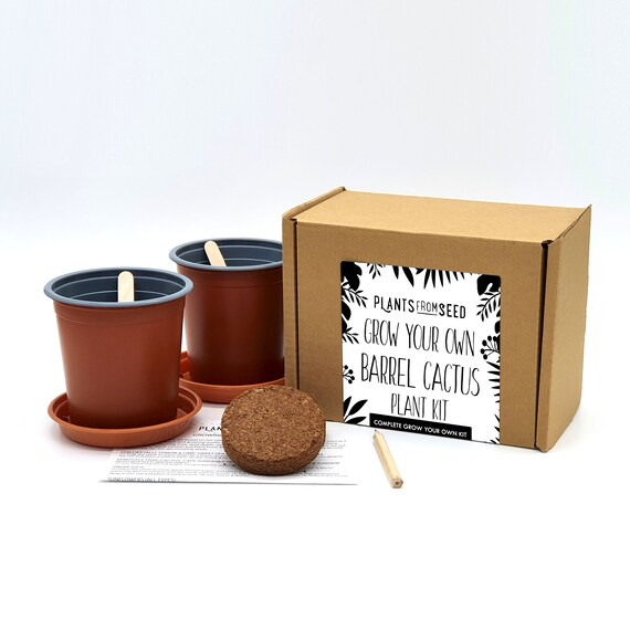 Grow Your Own Golden Barrel Cactus Plant Kit Etsy