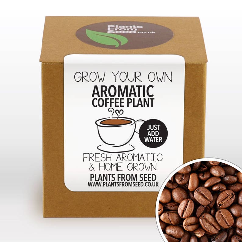 Coffee is grown. Ароматика кофе. Кофе Bean go. Coffee grow. Cofee Ethiopia ЕГЭ Wild Coffee Plants grow.