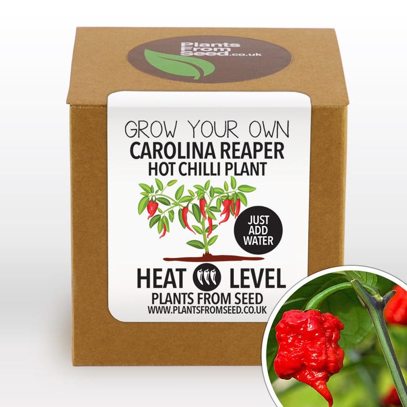 CHRISTMAS SALE!!! Grow Your Own Carolina Reaper Chilli Plant Kit