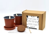 SALE! - Grow Your Own Sensitive Plant Kit