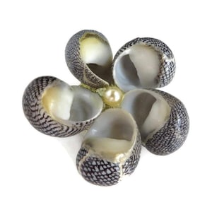 Vintage Shell Brooch: Black & White Sea Life Pin with Pearl