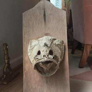 May include: A white, ceramic, animal skull with a textured surface is mounted on a wooden plaque. The skull has a large open mouth and two eye sockets.