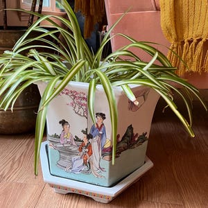 May include: A white ceramic planter with a square shape and a decorative design featuring women in traditional Chinese clothing. The planter has a matching saucer and is filled with a green and white spider plant.