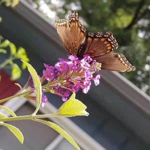 Pode incluir: Uma borboleta marrom e preta com manchas brancas pousada em um cacho de flores roxas.