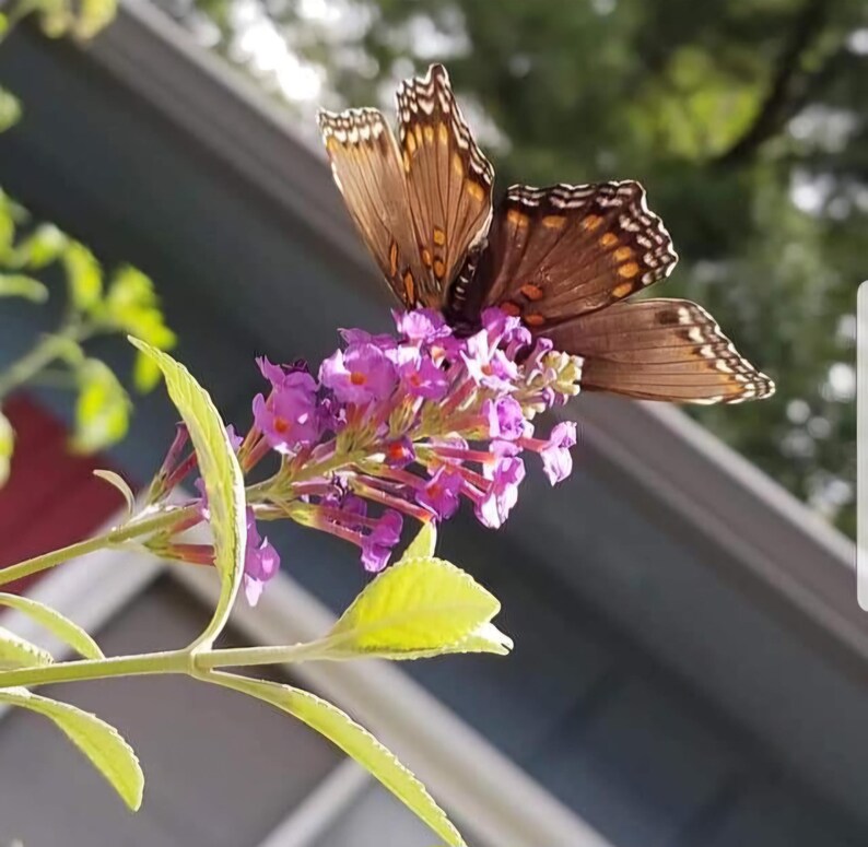 Pode incluir: Uma borboleta marrom e preta com manchas brancas pousada em um cacho de flores roxas.