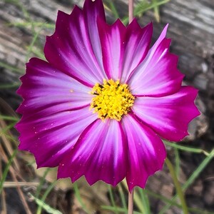 Pode incluir: Uma flor de cosmos vibrante rosa e branca com um centro amarelo. A flor tem uma apar&ecirc;ncia delicada e com babados e est&aacute; em plena flora&ccedil;&atilde;o.