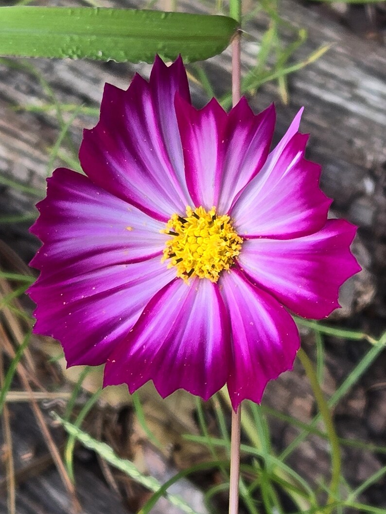 Pode incluir: Uma flor de cosmos vibrante rosa e branca com um centro amarelo. A flor tem uma apar&ecirc;ncia delicada e com babados e est&aacute; em plena flora&ccedil;&atilde;o.