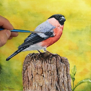 ORIGINAL Bullfinch Illustration, Painted in Watercolours in Fine Art Detail, Watercolor Bird Painting