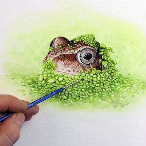 May include: Watercolour painting of a frog's eye peering out from a bed of green moss. The frog's eye is brown with a golden iris. The painting is signed "Paul Hopkins" in the bottom right corner.