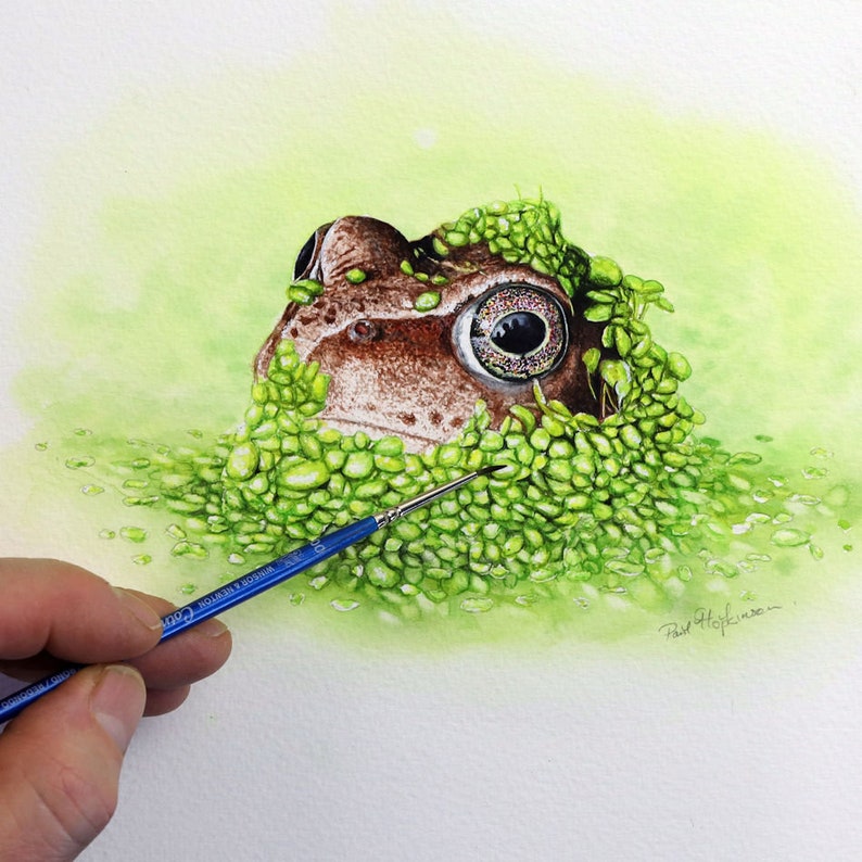 Paul finishing off his painting of a common frog.  The frog is a brown / red colour, and has its head popped up through the surface of the water in amongst masses of green duckweed.  This is stuck to the frog's head and all around it too.