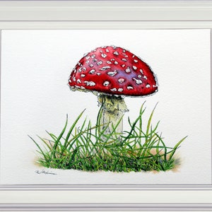 The finished watercolour and ink drawing painting of the toadstool displayed in a white frame.  At the base are some very fine grass blades in green.