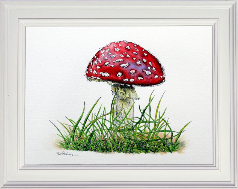 The finished watercolour and ink drawing painting of the toadstool displayed in a white frame.  At the base are some very fine grass blades in green.